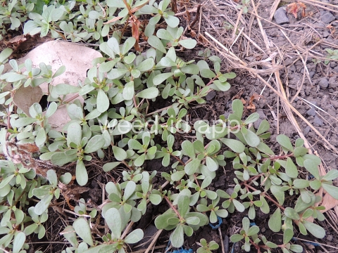 purslane, common